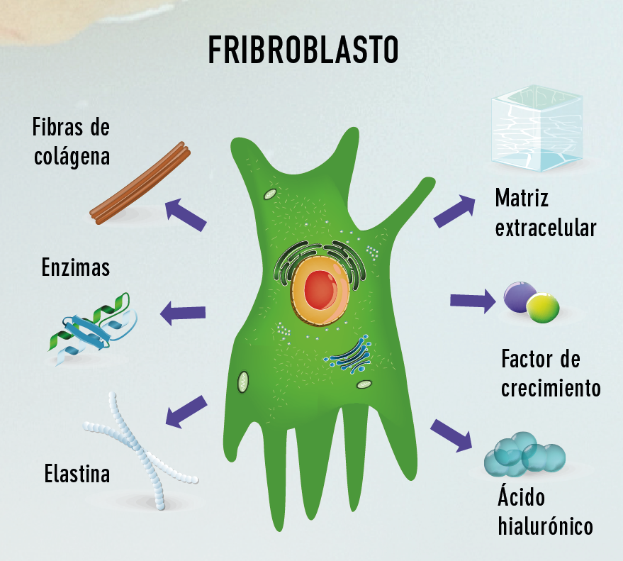 Fibroblastos